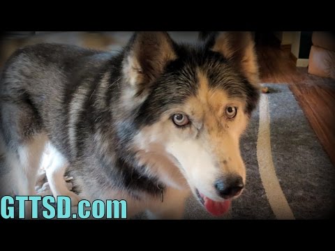 how to know age of dog