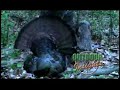 Outdoor Insights Prostaff Member, Rich Harr, calls in a group of toms in his home state of Pennsylvania at point blank range.  www.outdoorinsightstv.com