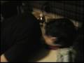 videos de fly the monicle