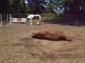 Wälzen nach dem Reiten