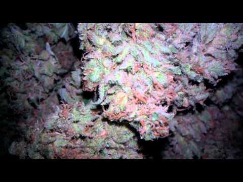 how to grow super lemon haze