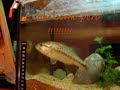 depredadador depredadores impactantes black bass perca americana lubina negra atak acuarios vidio recopilazio