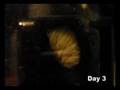 Flower Beetle Pupation...Week 1 (day 7)
