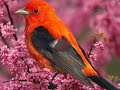 PAJAROS DE DISTINTAS ESPECIES.