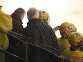 Hockey - Saint Ed\ Hockey - Saint Ed\
