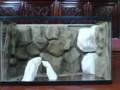 DIY Aquarium Background