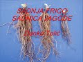 Rasada da capsuna Frigo. Plantarea plantelor da capsuna primavara Tehnologia de cultivare: Rasada da capsuna Frigo. Plantarea plantelor da capsuna primavara