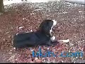 Amazing Macadamia Nut Eating Dog, Hilo Hawaii