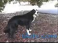 Amazing Macadamia Nut Eating Dog, Hilo Hawaii Hawaii Diet