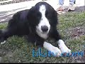 Amazing Macadamia Nut Eating Dog, Hilo Hawaii