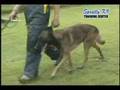 Spratly K9 Obedience Training