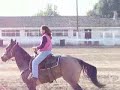 Maximus - Buckskin Gelding For Sale