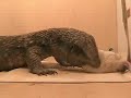 Lizard Attacks Rat