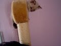 aikollpasecrete-video.html