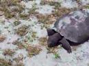 Turtle, Eating