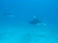 Another 2 manta rays, they are so elegant!