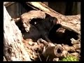 Sun Bear Has Fun at The Oregon Zoo! Sun Bear Has Fun at The Oregon Zoo!