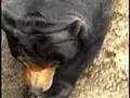 Sun Bear Has Fun at The Oregon Zoo!