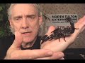 Giant Scorpion NO PROBLEM for Hal Giant Scorpion NO PROBLEM for Hal