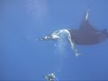 Giant Manta Ray Terry circling & playing with diver up close Giant Manta Ray Terry circling & playing with diver up close