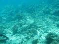 Turtle swimming across a reef