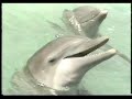 Swimming with dolphins Cancun
