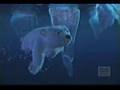 Coca Cola Polar Bear Commercial