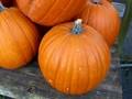 Finally fall