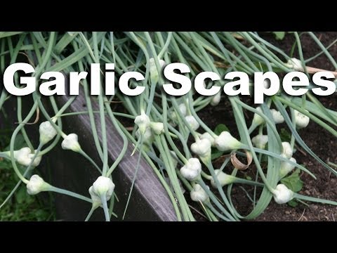 how to harvest garlic scapes