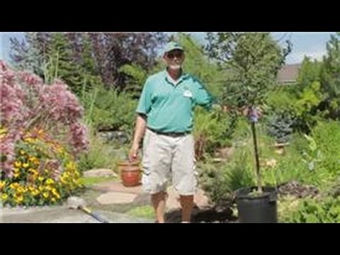 how to fertilize crabapple trees
