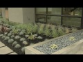 Plants for Modern Landscaping