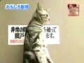 Gato ereto?? � possivel??!