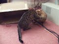 Egyptian Mau and Bengal Playfight Egyptian Mau and Bengal Playfight