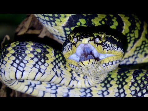 YouTube reptile video