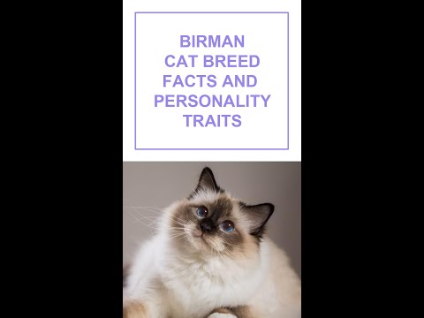 Birman Cat Breed Facts and Personality Traits #Shorts