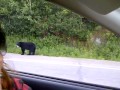 Black bear cubs on the dover highway