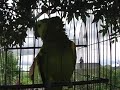Loro estresado