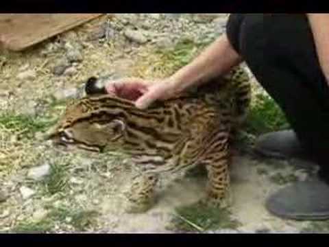 ocelot ^