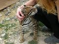 Sweet pet ocelot