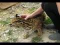 Sweet Pet Ocelot