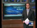 ILLEGAL WHALE HUNT AND KILL OFF THE COAST OF NEAH BAY, WA