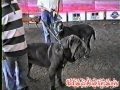 Fruit D' Amour Truglio Neapolitan Mastiff Mastino Napoletano