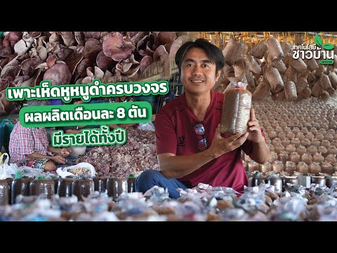 เกษตรกรราชบุรี เพาะเห็ดหูหนูดำครบวงจร มีรายได้ตลอดปี