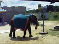 Elephant Basketball (The next Michael Jordan?)