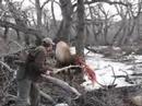 Two Bull Elk Getting Tied together in Montana