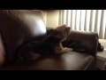 Click here to watch this video Ari is a true American.