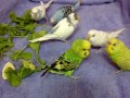 TheBudgieBirds - My budgies eating vegetables 2