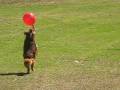 videos de Dachshund bouncing balloon