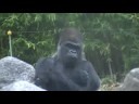 silver back gorilla cleveland zoo