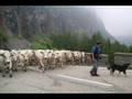 Transumanza a Moncenisio